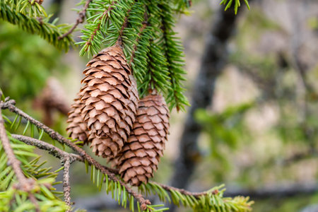 Mature fir cones hanging on green thorny branches