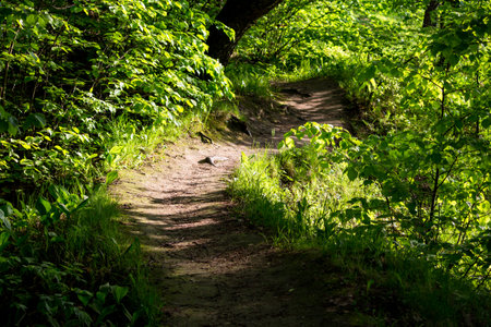A picturesque forest path surrounded by greeneryの写真素材