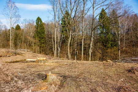Protruding stumps after cutting down trees in a forest area