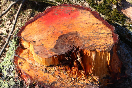 The stump of a large cut birch tree releases birch sap after fellingの写真素材