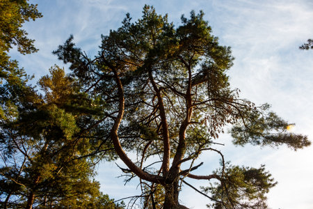 Majestic pine tree reaching for the sky. Its robust branches and green needles are bathed in sunlight, contrasting with the soft blue backdrop and wispy clouds. A true forest gemの写真素材