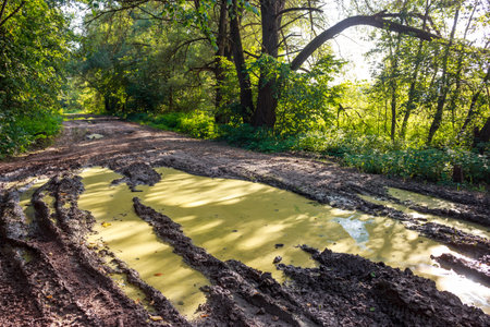Gnarly dirt path, slick with goopy mud and swampy puddles, cutting through verdant timberland under sunの写真素材