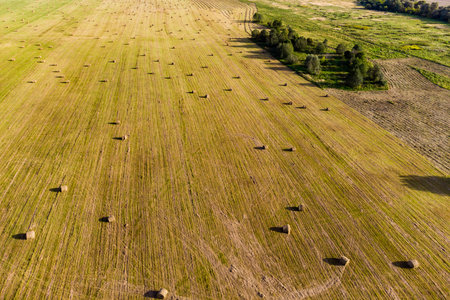 Golden hay bales scattered across an expansive harvested field. Rural scene showcases agricultural abundance, ready for winter feed and storageの写真素材