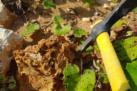 A geologist's pickaxe delves into a richly textured, fossiliferous rock specimen, revealing...