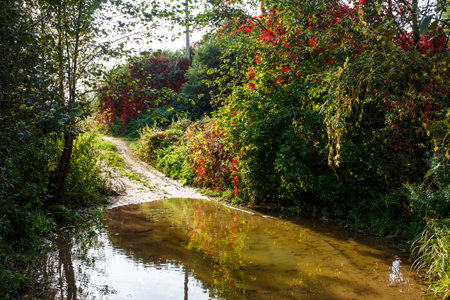 Autumn's fiery embrace surrounds a rustic path crossing a tranquil stream, reflecting vibrant hues. Nature's serene passageの写真素材