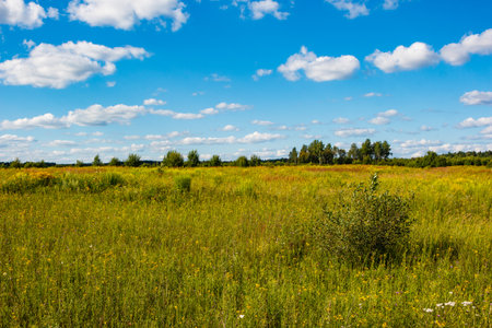 Expansive summer field bursting with vibrant green and golden grasses, a lone bush in the foreground. Bright blue sky with scattered cumulus clouds overheadの写真素材