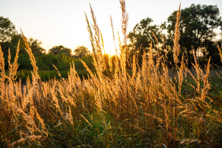 Golden spikelets of wild grass catch the warm sunset rays, shimmering beautifully. A peaceful natural field scene with a soft, glowing atmosphereの写真素材