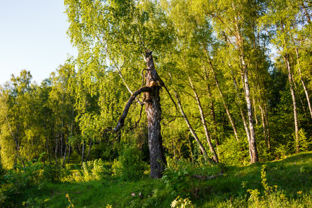 A striking, old birch tree, with a dramatically broken trunk and distinctive branch, rises from the verdant sunlit forestの写真素材