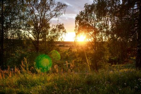Golden hour sunburst piercing through birch foliage, bathing lush meadow grass in a warm, serene glowの写真素材