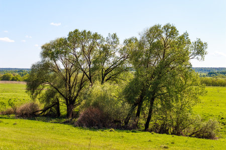 Lush green trees and tangled bushes stand proudly on a verdant hillside under a clear blue sky, evoking a serene springtime rural landscapeの写真素材