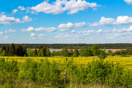Vibrant yellow field under a bright blue sky with fluffy clouds. Lush green bushes in the foreground, distant forest and greenhouses completing this idyllic rural landscapeの写真素材