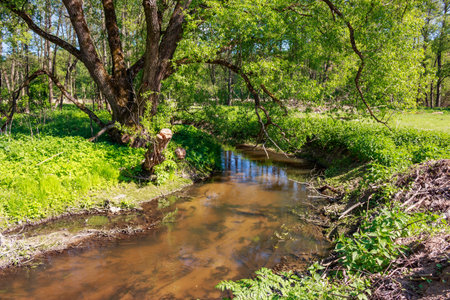 A serene verdant forest scene with an ancient tree overhanging a tranquil winding brook under bright sunshine, showcasing fresh spring foliageの写真素材