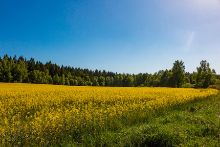 Vast field of radiant yellow rapeseed flowers under a clear blue sky, bordered by a green forest. Idyllic rural landscapeの写真素材
