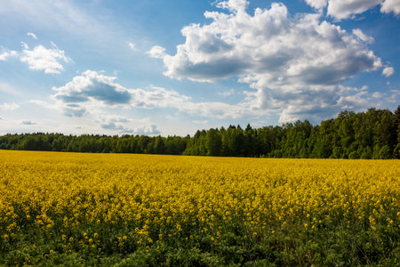 Vast golden field of blooming canola under a brilliant blue sky with fluffy clouds. A sprawling...