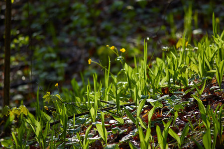 Lush green spring plants emerge in a sunlit forest, with delicate yellow flowers adding a touch of...