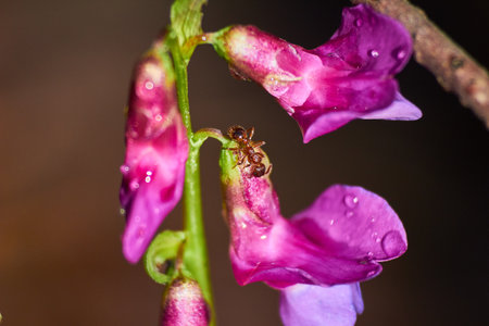 Tiny ant exploring vibrant pink-purple flower petals covered in fresh dew drops. Macro shot highlighting insect and delicate bloom against soft dark backgroundの写真素材