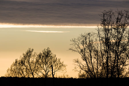 Silhouettes of bare trees against a soft, gradient sky at sunset. Dark tree outlines contrast with the warm evening light and horizontal clouds aboveの写真素材