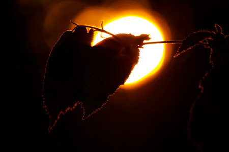 Dark leaf silhouette, its serrated edges backlit by a vibrant golden sun. A striking natural contrast in dim lightの写真素材