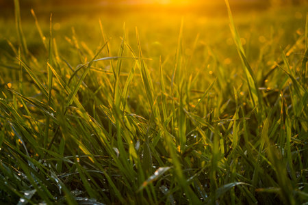 Fresh green grass with dew drops glistening in warm golden sunset light. Vibrant nature close-up,...