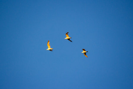Three seagulls soaring gracefully across a clear blue sky, bathed in golden sunlight. Freedom and nature in flightの写真素材