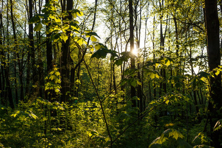 Sunbeams pierce a vibrant green woodland, illuminating fresh foliage and young trees. A lush forest scene bathed in glowing light, celebrating nature's renewalの写真素材