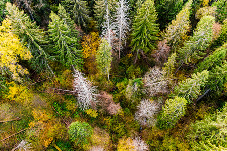 Yellow-green autumn forest with growing spruce trees, bird's eye view