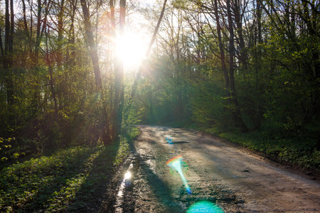 A path along an old forest road illuminated by the sun