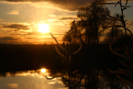 Silhouetted plant with wavy catkins against a stunning golden sunset. Sun's reflection shimmers on serene water, dark trees in the distanceの写真素材