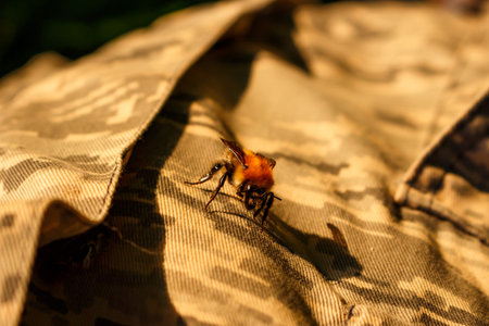 Bumblebee sitting on camouflage clothingの写真素材
