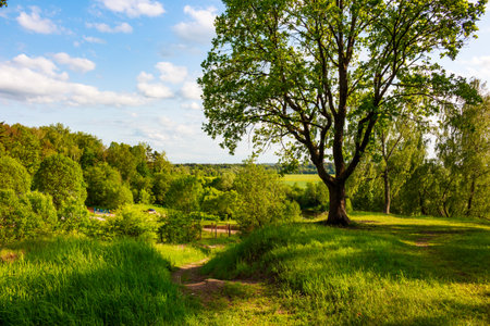 Majestic green oak tree dominates a vibrant meadow under a bright blue sky. Lush summer landscape with a winding pathの写真素材