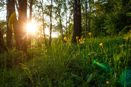 Golden sunlight streams through lush green grass and small yellow flowers in a vibrant spring forest, highlighting nature's fresh growthの写真素材