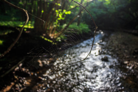 Delicate spiderweb with a small spider on a branch, illuminated by sunbeams over a blurry, sparkling...