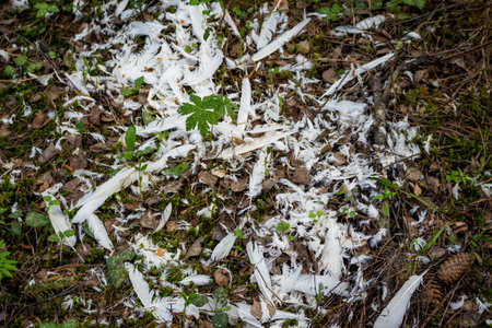 White bird feathers widely scattered across a forest floor, interspersed with green moss, leaves, and small plantsの写真素材