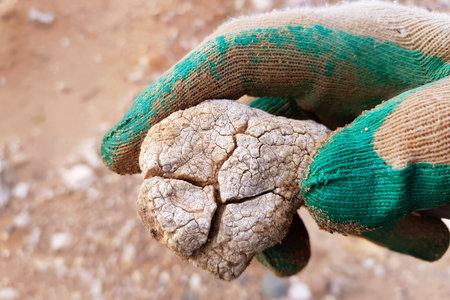 Limestone-clay concretion with drying cracks, examination of the findの写真素材