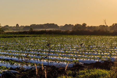 Vegetable plantations with a pair of crows flying over themの写真素材