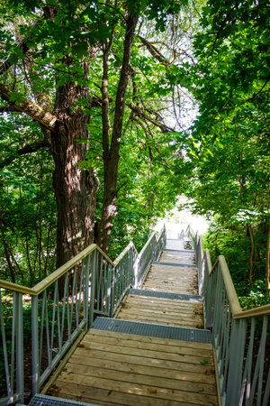 Pedestrian staircase with railings surrounded by trees