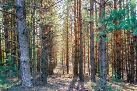 Young pine forest on an old sand quarry