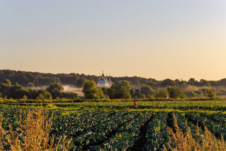 Farm plantations and an Orthodox church in the background, pastoral landscape. Spas-Zagorje, Kaluga region, Russiaの写真素材