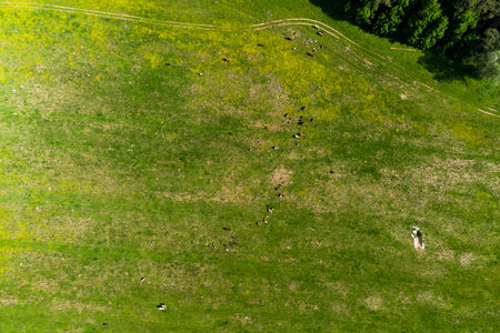Lush green pasture captured from above, scattered cattle grazing calmly. Winding dirt tracks and forest edge add to the serene rural sceneの写真素材