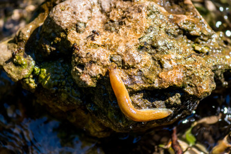 A tawny gastropod glides across a damp, mossy stone, its soft body leaving a shimmering trail. Tiny ants scurry nearby on the wet surface, illuminated by natural lightの写真素材