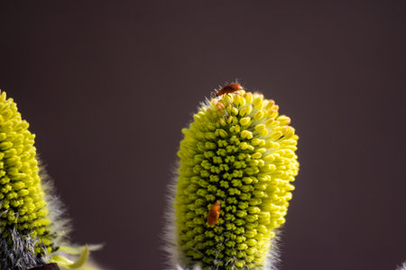 Two tiny reddish bugs chill on a fuzzy yellow flower bud, soaking up sun. A macro shot revealing nature's small wondersの写真素材