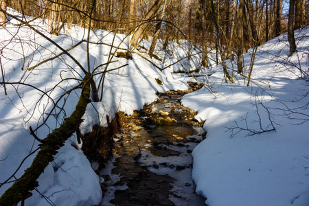 A partially frozen stream meanders through a snow-covered gully, bordered by deep white banks and sunlit bare trees, depicting early spring's thawの写真素材