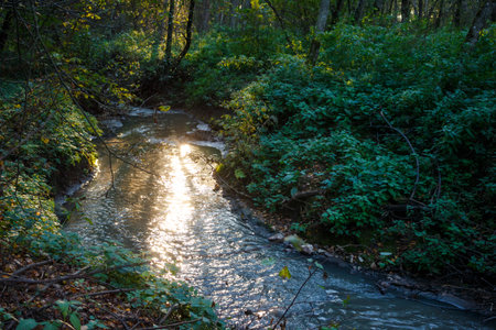 Sun-drenched forest stream means through lush green nature. Shimmering water reflects bright light,...