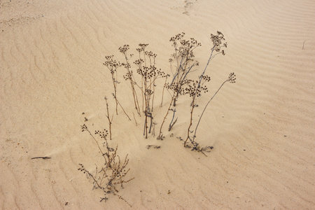 Withered flora clusters sprout from golden sand, showcasing nature's gritty resilience against a stark sandy backdropの写真素材