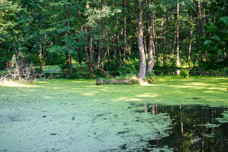 Swampy pond blanketed with bright green duckweed, reflecting dense woods. A tranquil, overgrown...