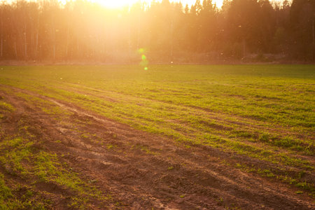 Gnats swarm in warm golden hour light above a field, creating a magical atmospheric scene at sundownの写真素材