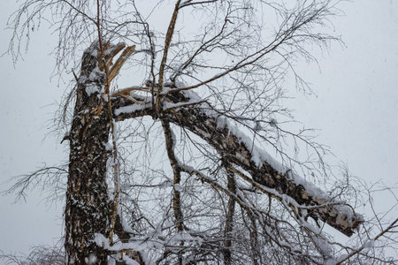 Fractured birch tree, heavy snow weighing down broken limbs against a stark winter sky. A resilient scene of nature's power and delicate beautyの写真素材