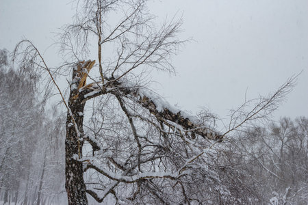 A sturdy birch tree, snapped mid-trunk and draped in fresh snow, stands as a testament to winter's harsh grip. Its broken limb adds a touch of stark drama to the frozen landscapeの写真素材