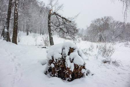 A massive snow-laden tree stump dominates a serene winter forest scene. Crisp white powder blankets everything, creating a peaceful, frosty landscapeの写真素材