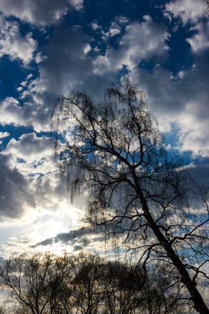 Majestic birch tree, stark and leafless, silhouetted against a dynamic, cloudy sky, capturing a serene yet powerful natural sceneの写真素材